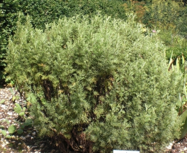 Eberraute