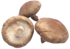 Shiitakepilz 