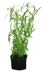 Estragon