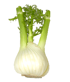 Fenchel