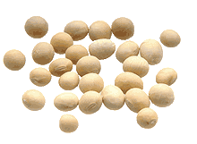 Sojabohne