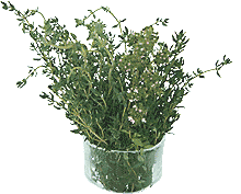 Thymian