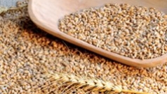 Getreide - Grundlage für unsere Ernährung